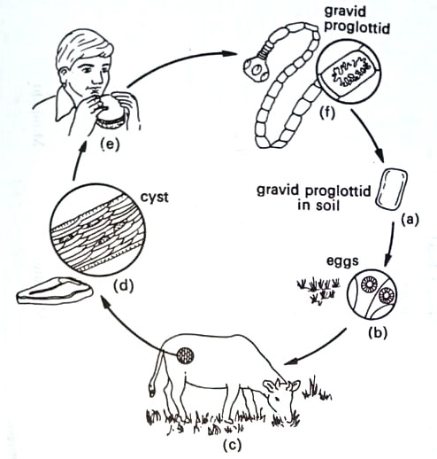 Life cycle of the beef tapeworm, Taenia saginata.